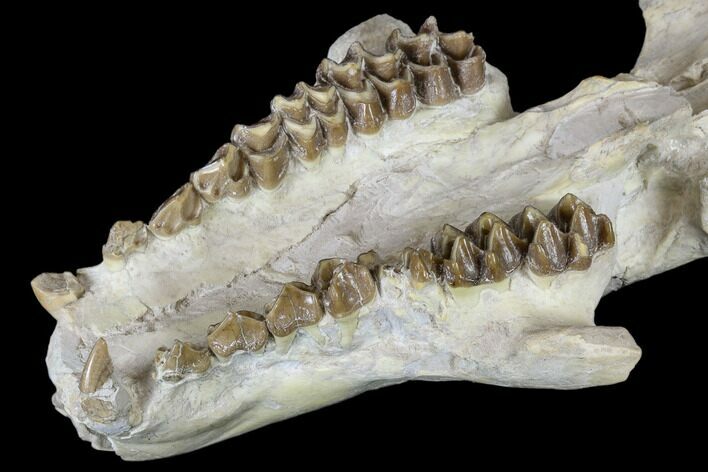 Oreodont (Merycoidodon) Partial Skull - Wyoming #113029